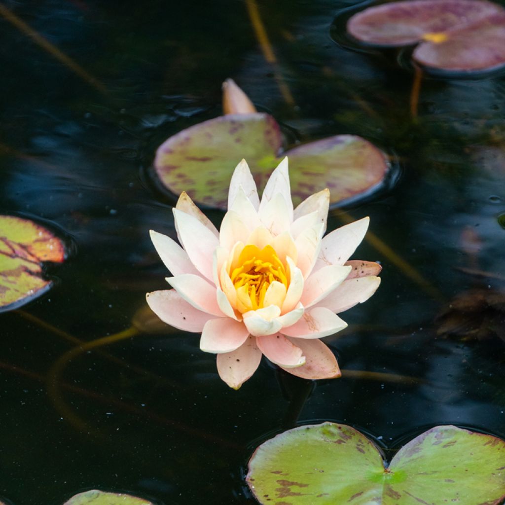 Nymphaea Amabilis - Nénuphar rose rustique