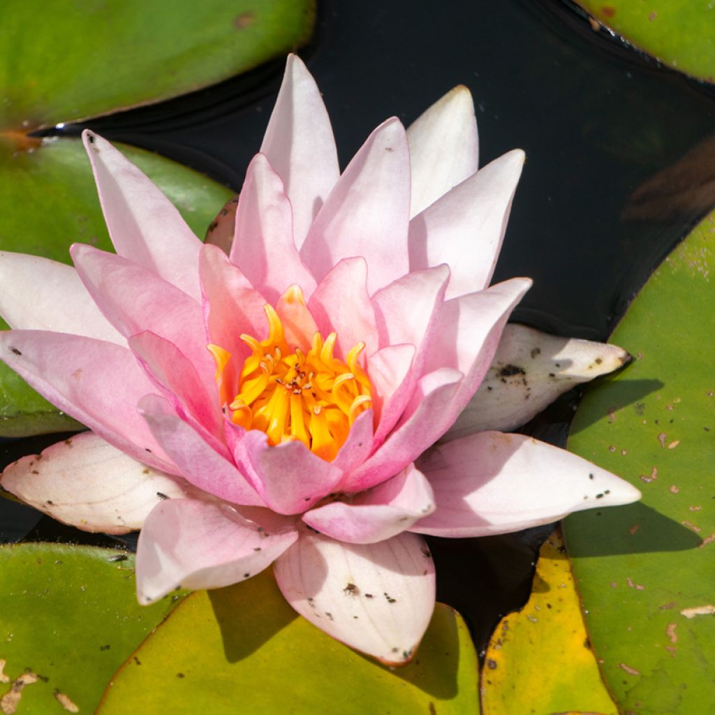 Nymphaea Amabilis - Nénuphar rose rustique