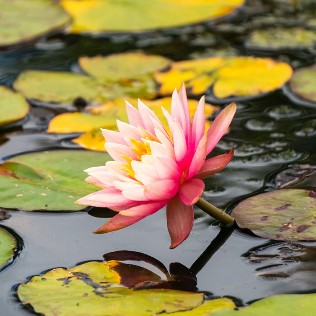 Nymphaea Amabilis - Nénuphar rose rustique