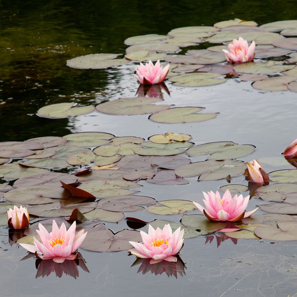 Nymphaea Amabilis - Nénuphar rose rustique