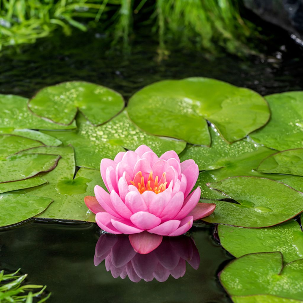 Nymphaea American Star - Nénuphar rustique rose