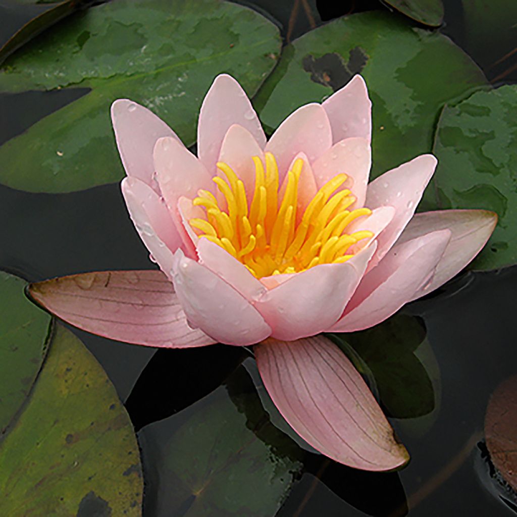 Nymphaea Berthold - Nénuphar rose, nain rustique