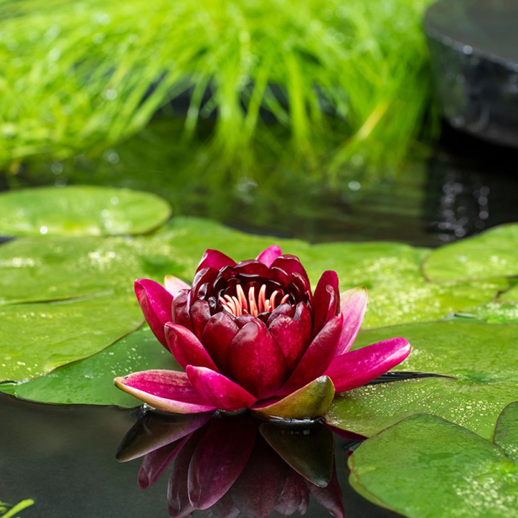 Nymphaea Black Princess - Nénuphar rustique