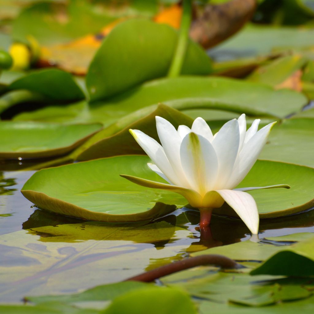 Nymphaea candida - Nénuphar luisant