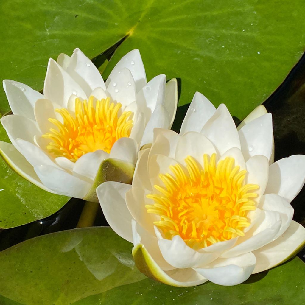 Nymphaea candida - Nénuphar luisant