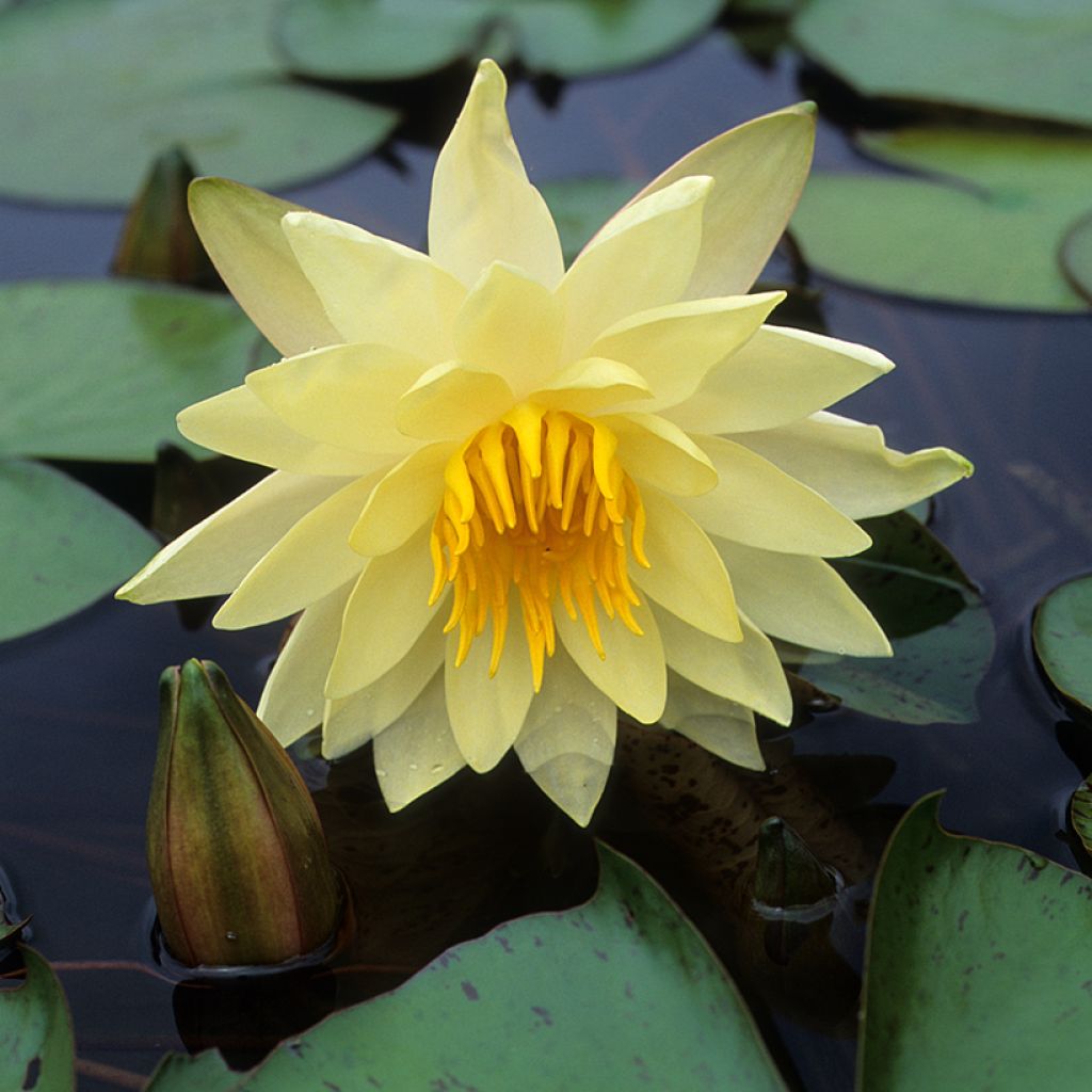 Nymphaea Charlene Strawn - Nénuphar rustique parfumé