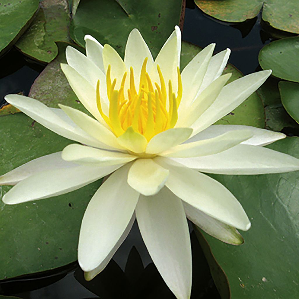 Nymphaea Charlene Strawn - Nénuphar rustique parfumé