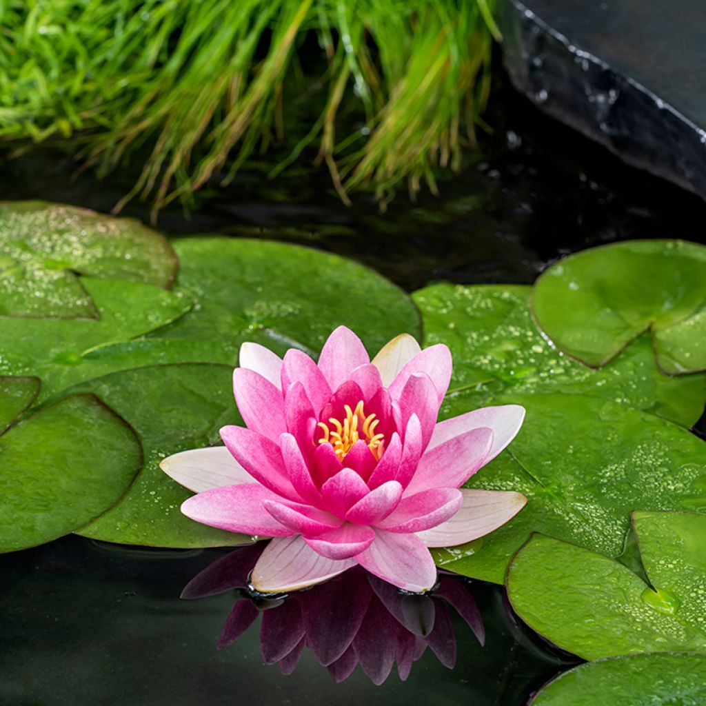 Nymphaea Charles de Meurville - Nénuphar rustique