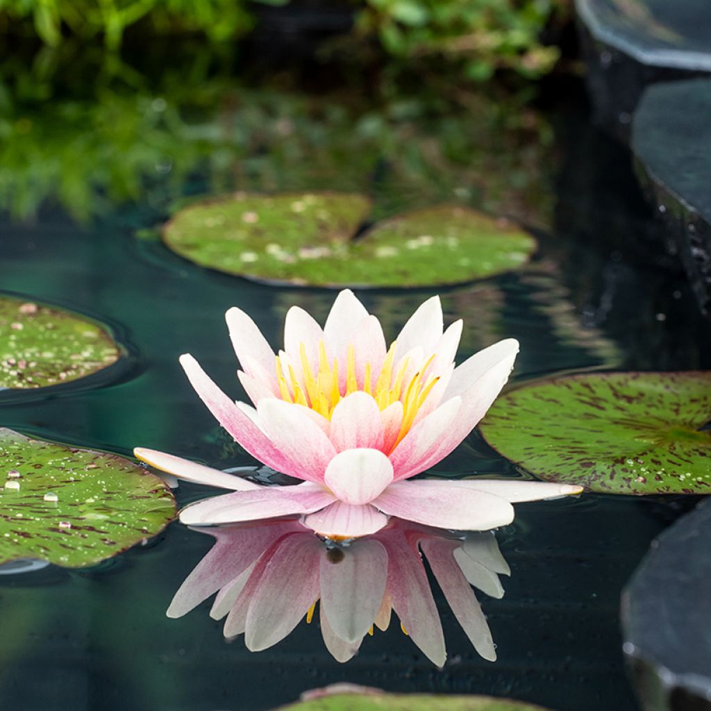 Nymphaea Comanche - Nénuphar rustique rose saumon