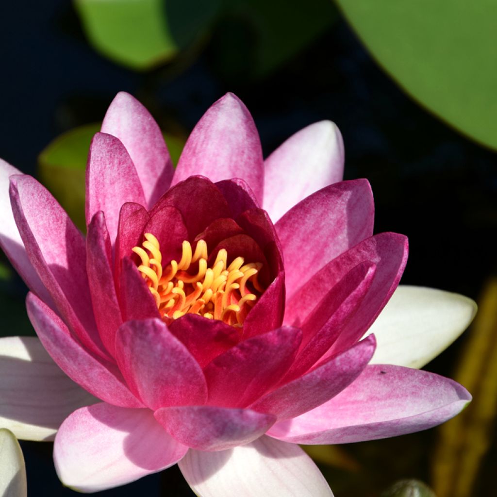 Nymphaea Conqueror - Nénuphar rustique rouge