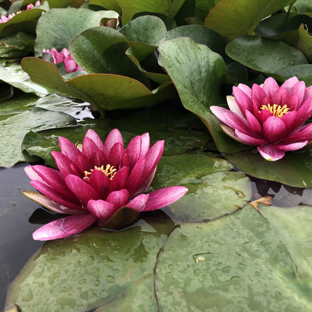 Nymphaea Conqueror - Nénuphar rustique rouge