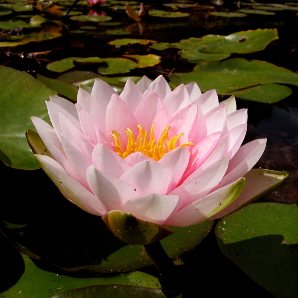 Nymphaea Darwin - Nénuphar rustique rose