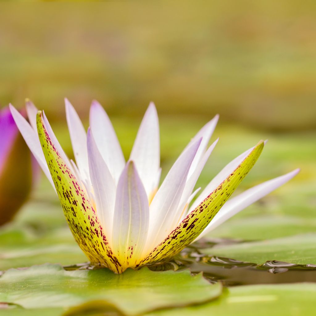 Nymphaea Dauben - Nénuphar tropical