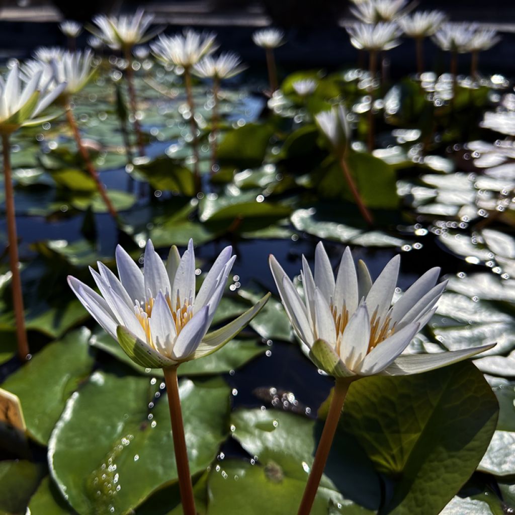 Nymphaea Dauben - Nénuphar tropical