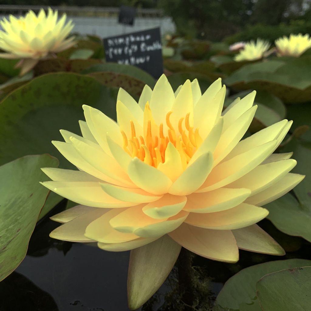 Nymphaea Double Yellow - Nénuphar rustique jaune double