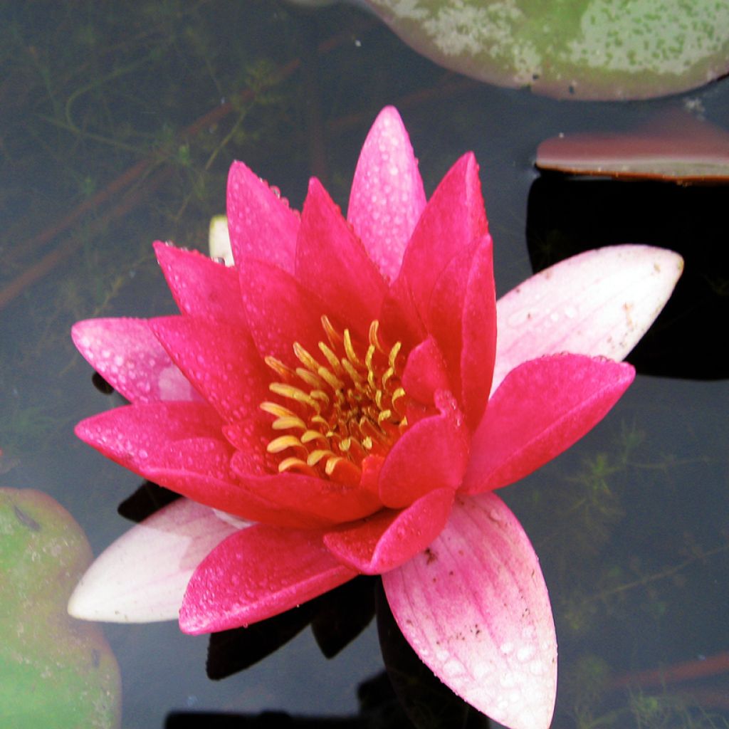 Nymphaea Ellisiana - Nénuphar rustique rouge