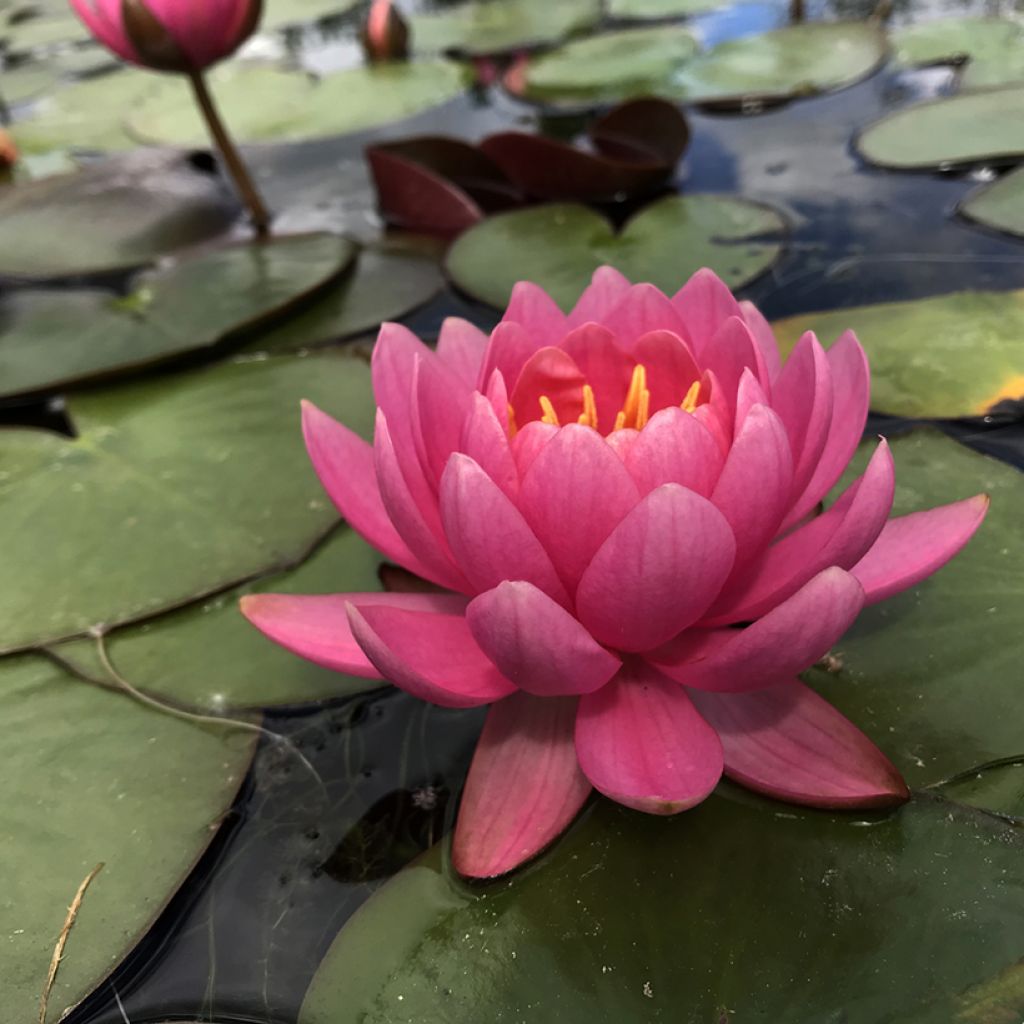 Nymphaea Eros - Nénuphar rustique rose soutenu