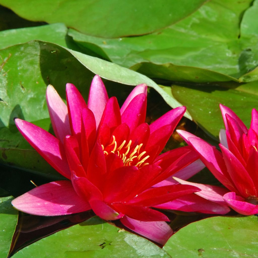 Nymphaea Escarboucle - Nénuphar rustique rouge