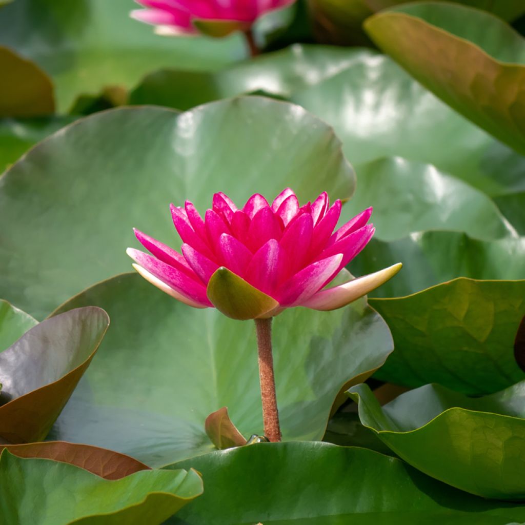 Nymphaea Escarboucle - Nénuphar rustique rouge