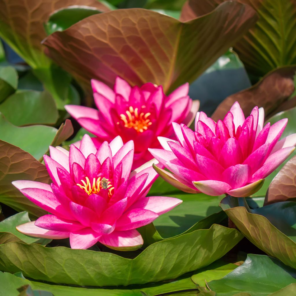 Nymphaea Escarboucle - Nénuphar rustique rouge