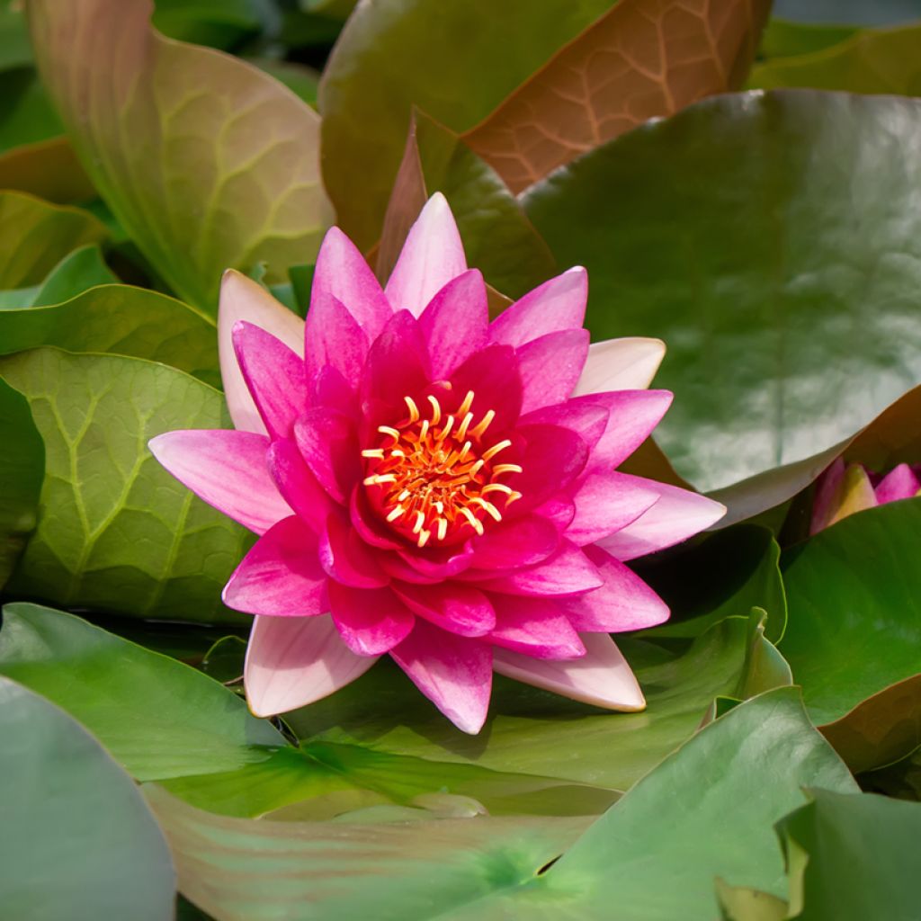 Nymphaea Escarboucle - Nénuphar rustique rouge