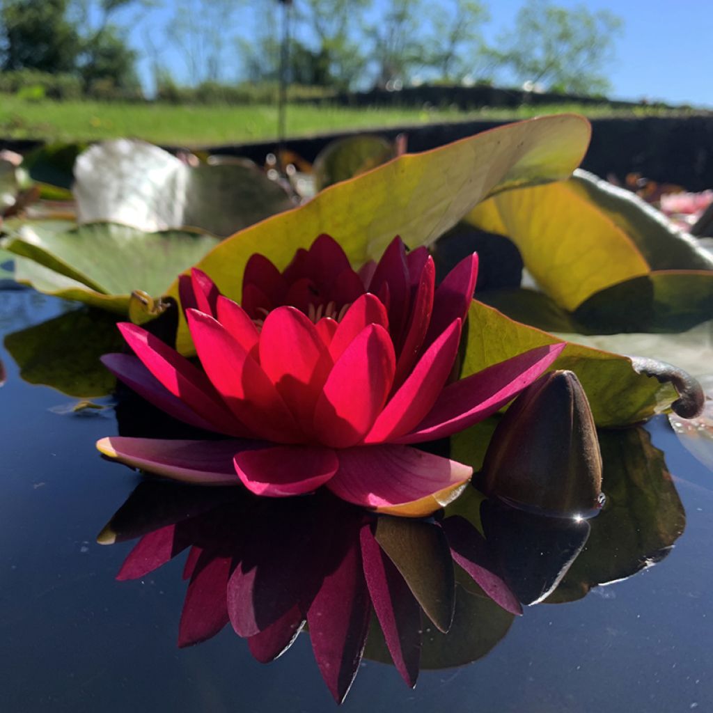 Nymphaea Escarboucle - Nénuphar rustique rouge