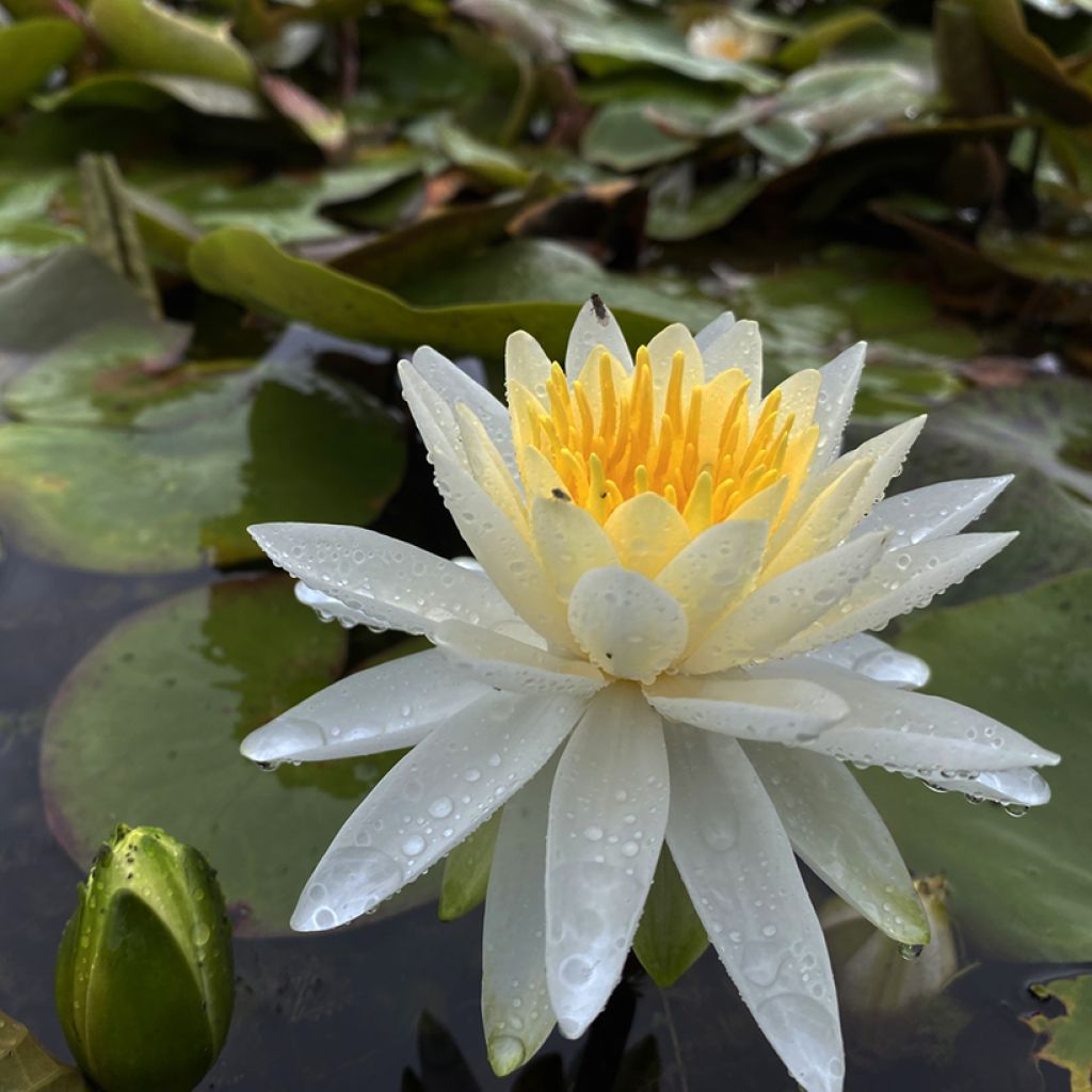 Nymphaea Evelyn Stetson - Nénuphar rustique blanc