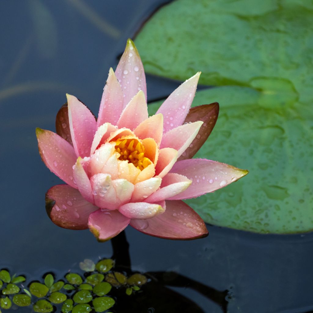 Nymphaea Fabiola - Nénuphar rose