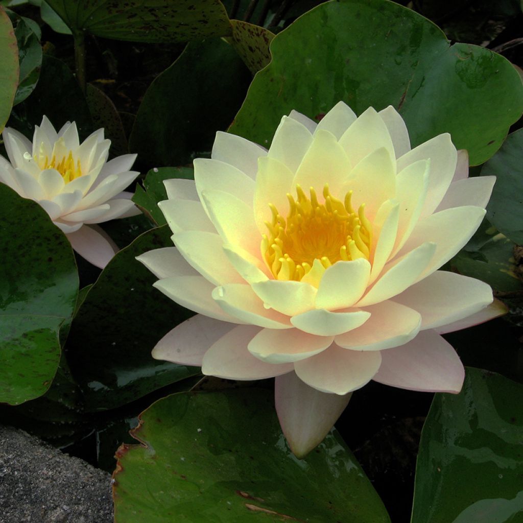 Nymphaea Florida Sunset - Nénuphar rustique pêche cuivré