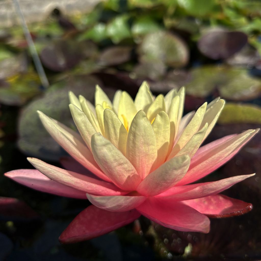 Nymphaea Gregg's Orange Beauty - Nénuphar rustique bicolore