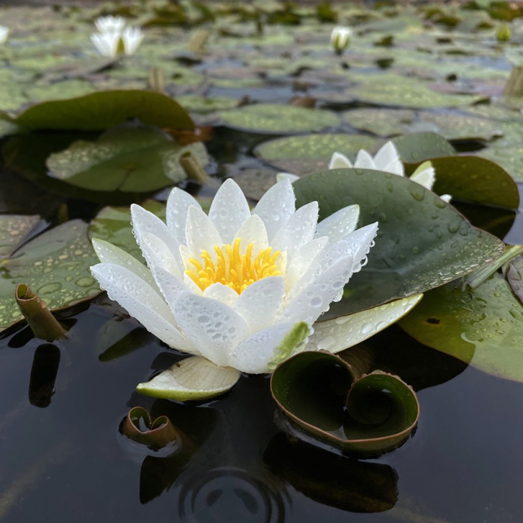 Nymphaea Hermine - Nénuphar blanc rustique