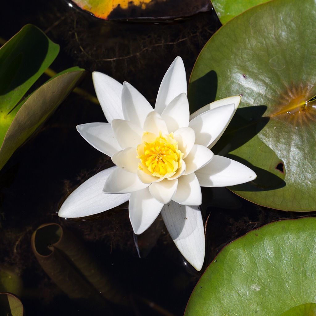 Nymphaea Hermine - Nénuphar blanc rustique