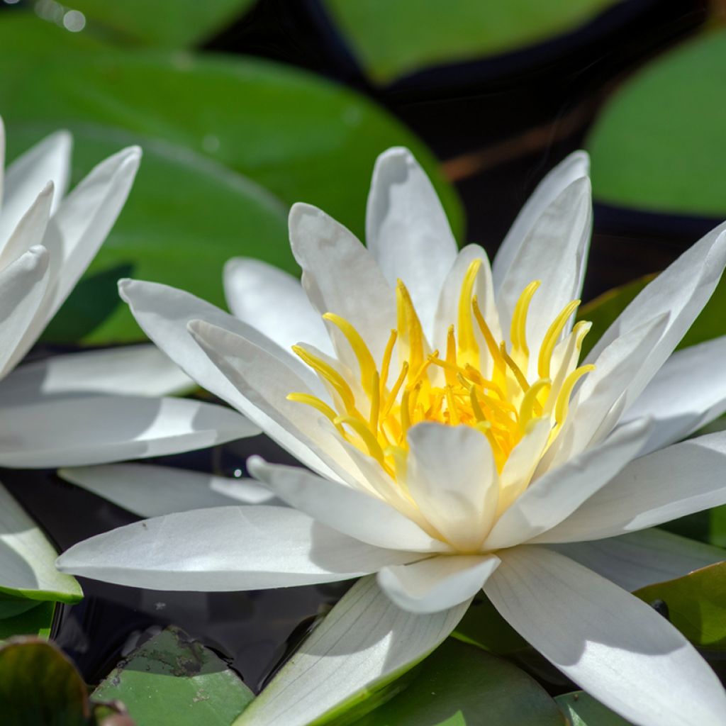 Nymphaea Hermine - Nénuphar blanc rustique