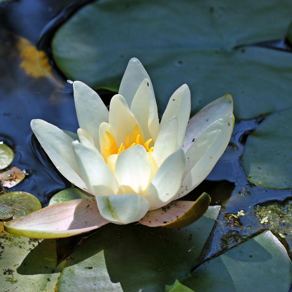 Nymphaea Hermine - Nénuphar blanc rustique