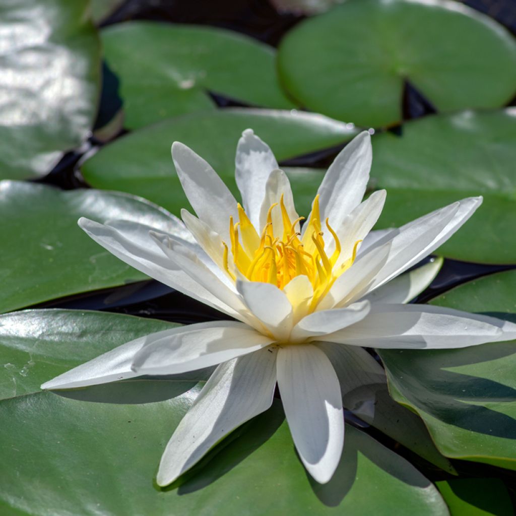 Nymphaea Hermine - Nénuphar blanc rustique