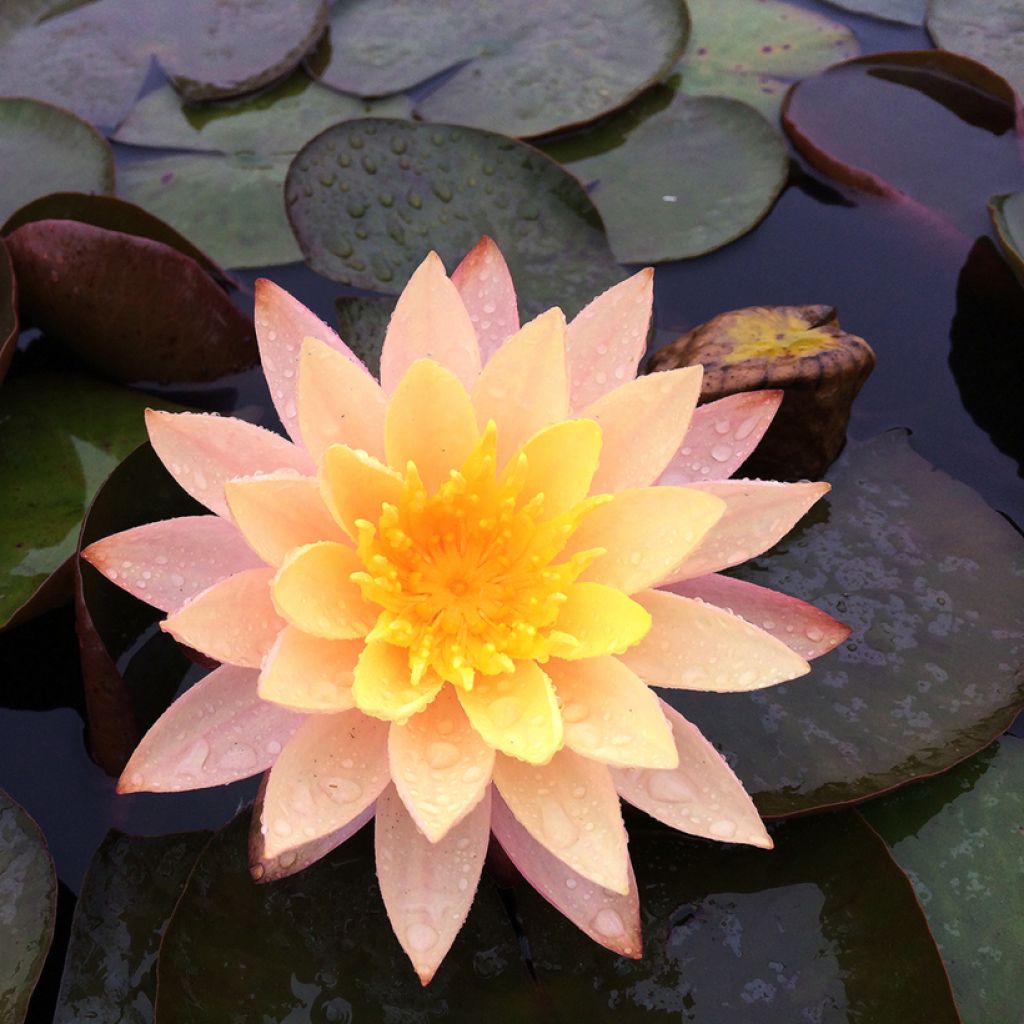 Nymphaea Karleen Harder - Nénuphar rustique orange cuivré