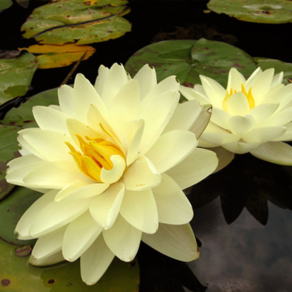 Nymphaea Lemon Chiffon - Nénuphar rustique jaune