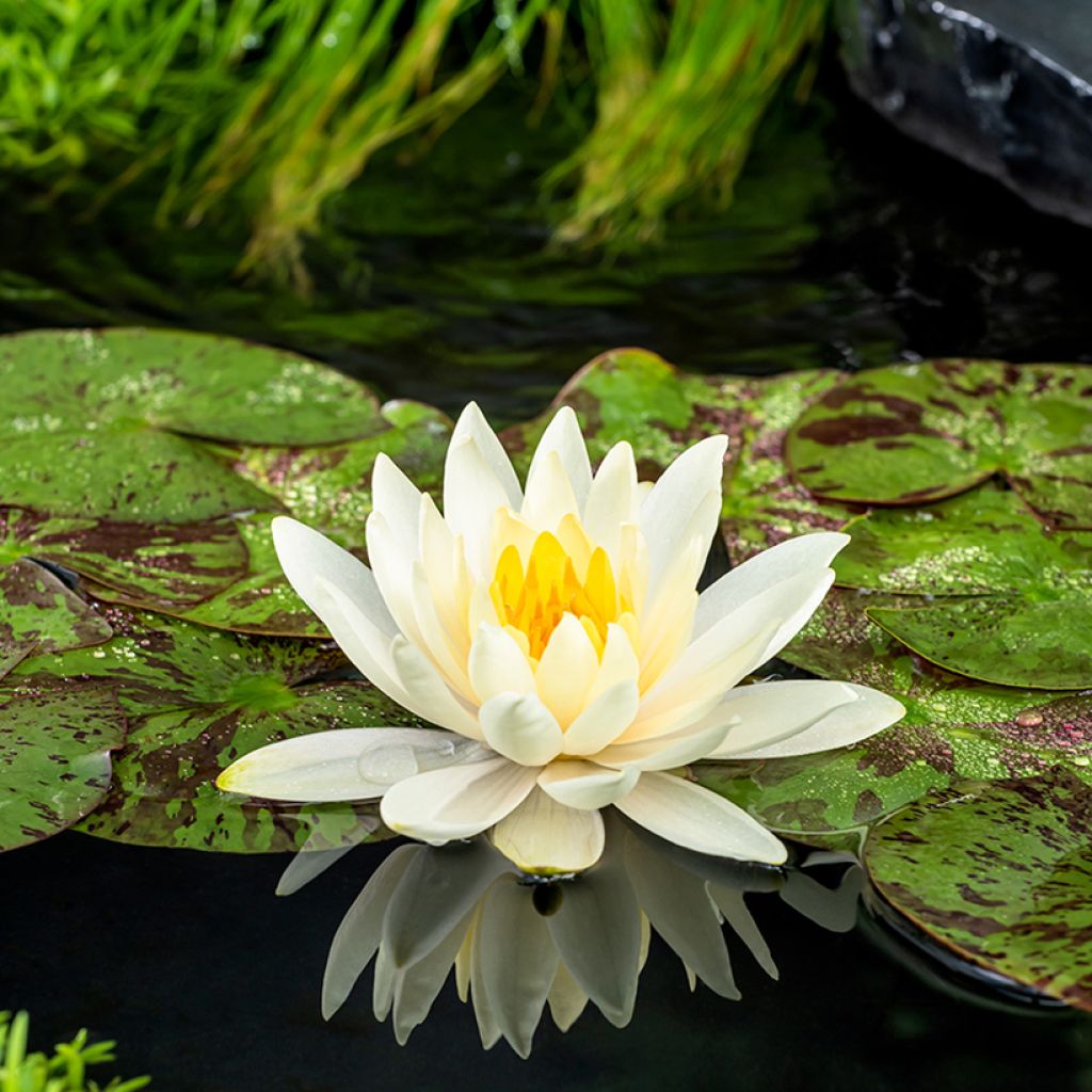 Nymphaea Lemon Mist - Nénuphar rustique jaune citron