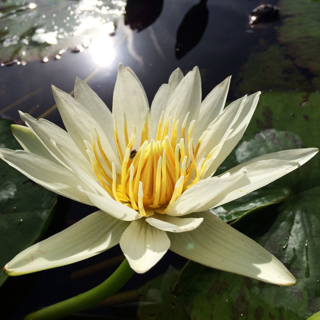 Nymphaea Marian Strawn - Nénuphar tropical blanc