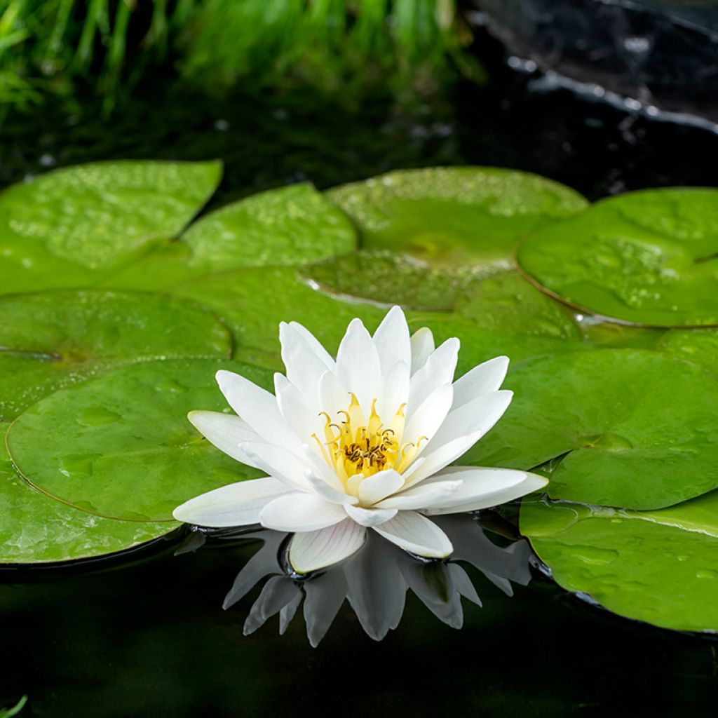 Nymphaea Marliacea Albida - Nénuphar rustique