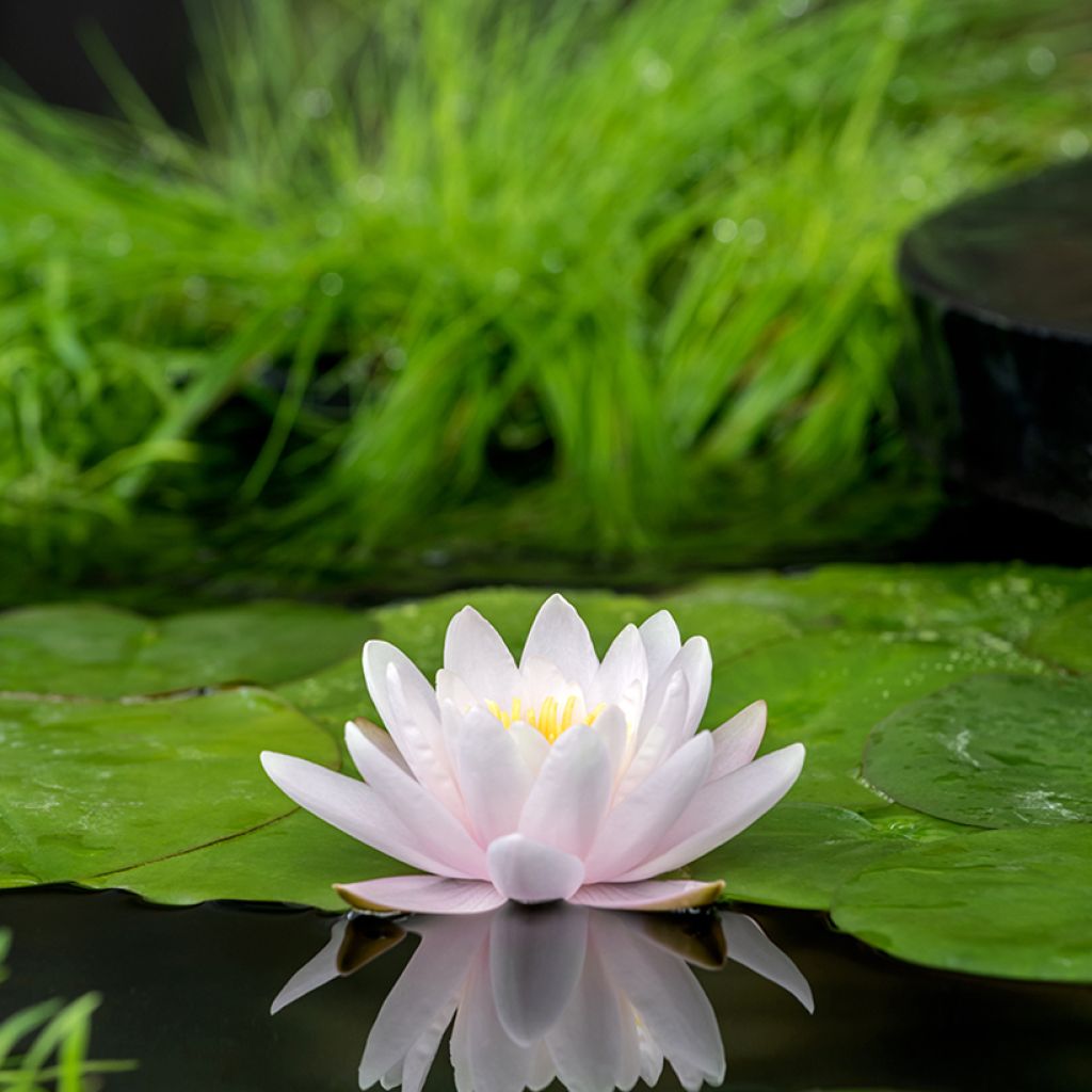 Nymphaea Marliacea Carnea - Nénuphar rustique