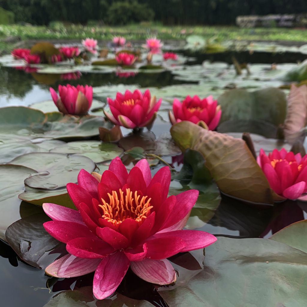 Nymphaea Marliacea Ignea - Nénuphar rustique rouge carmin