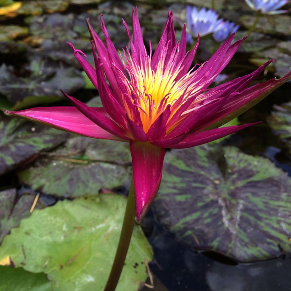 Nymphaea Miami Rose - Nénuphar tropical