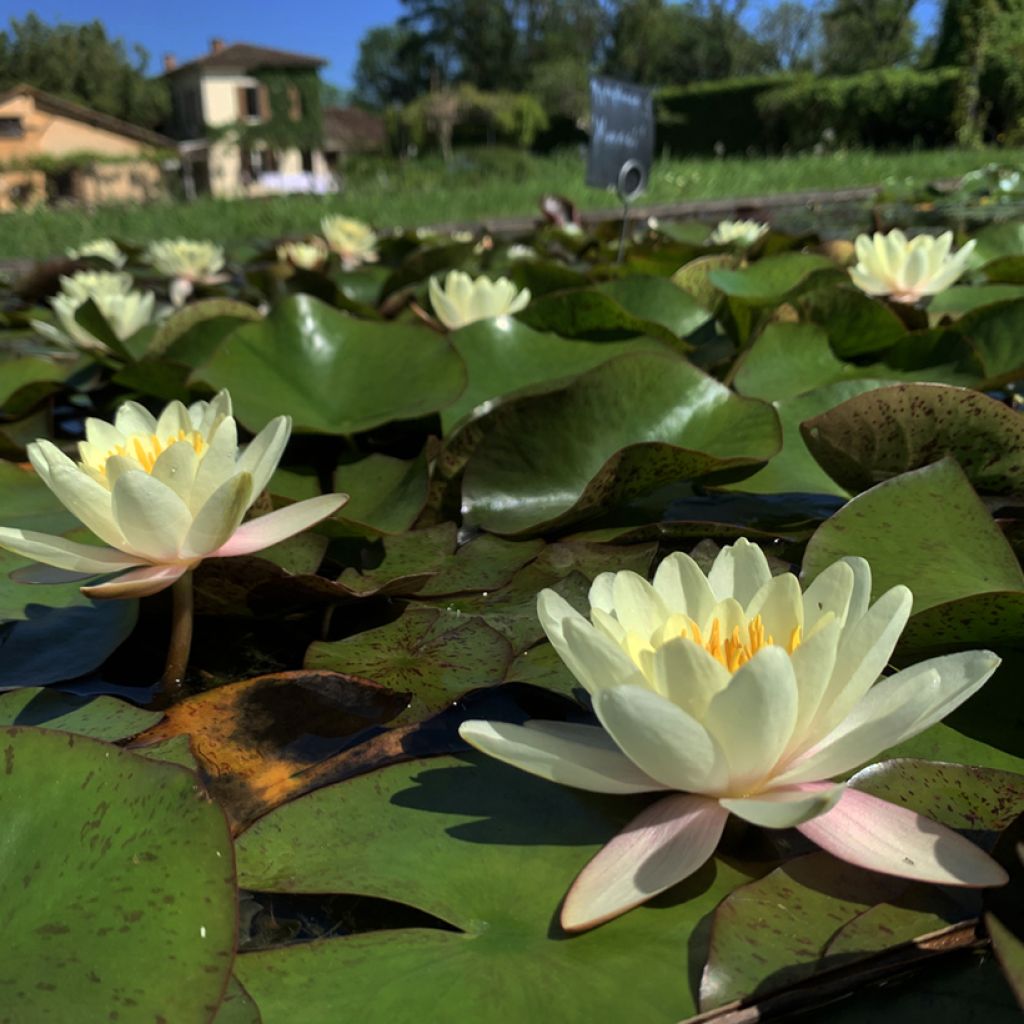 Nymphaea Moorei - Nénuphar rustique jaune pâle