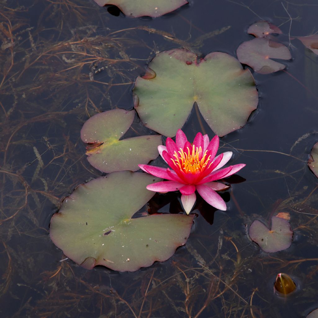 Nymphaea Newton - Nénuphar rustique rose