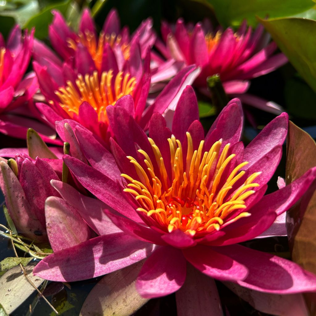 Nymphaea Newton - Nénuphar rustique rose