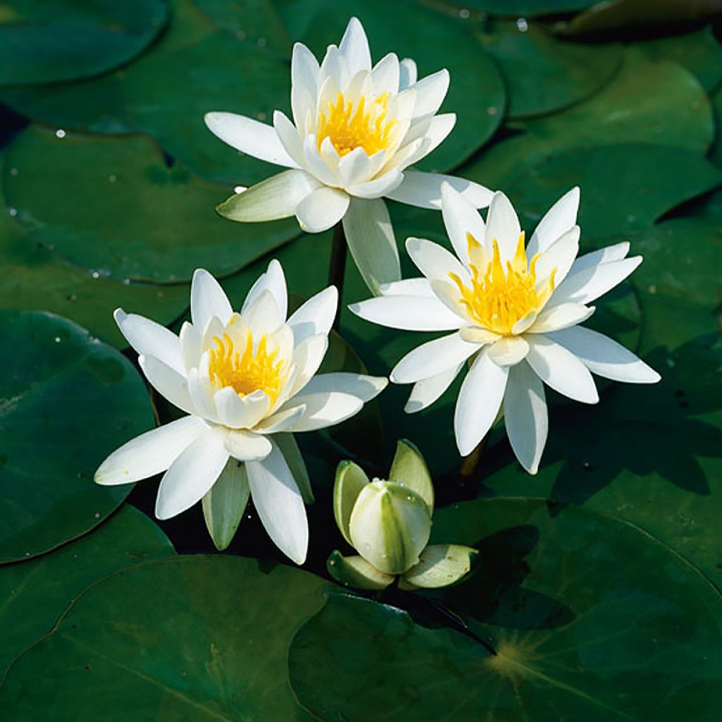 Nymphaea Odorata Alba - Nymphée odorante