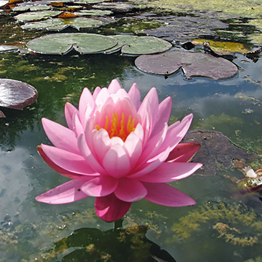 Nymphaea Odorata Suavissima - Nénuphar rustique rose