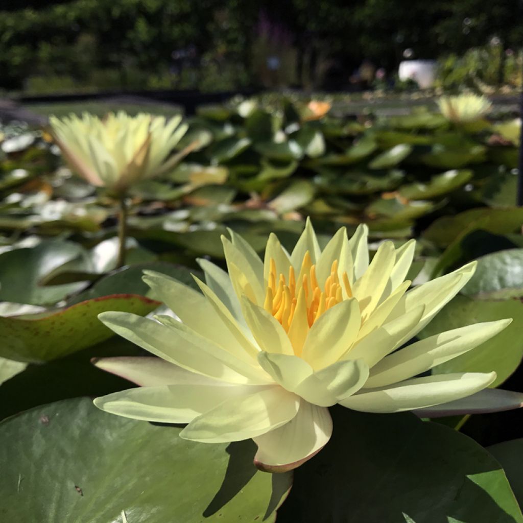 Nymphaea Odorata Sulphurea Grandiflora - Nénuphar rustique jaune