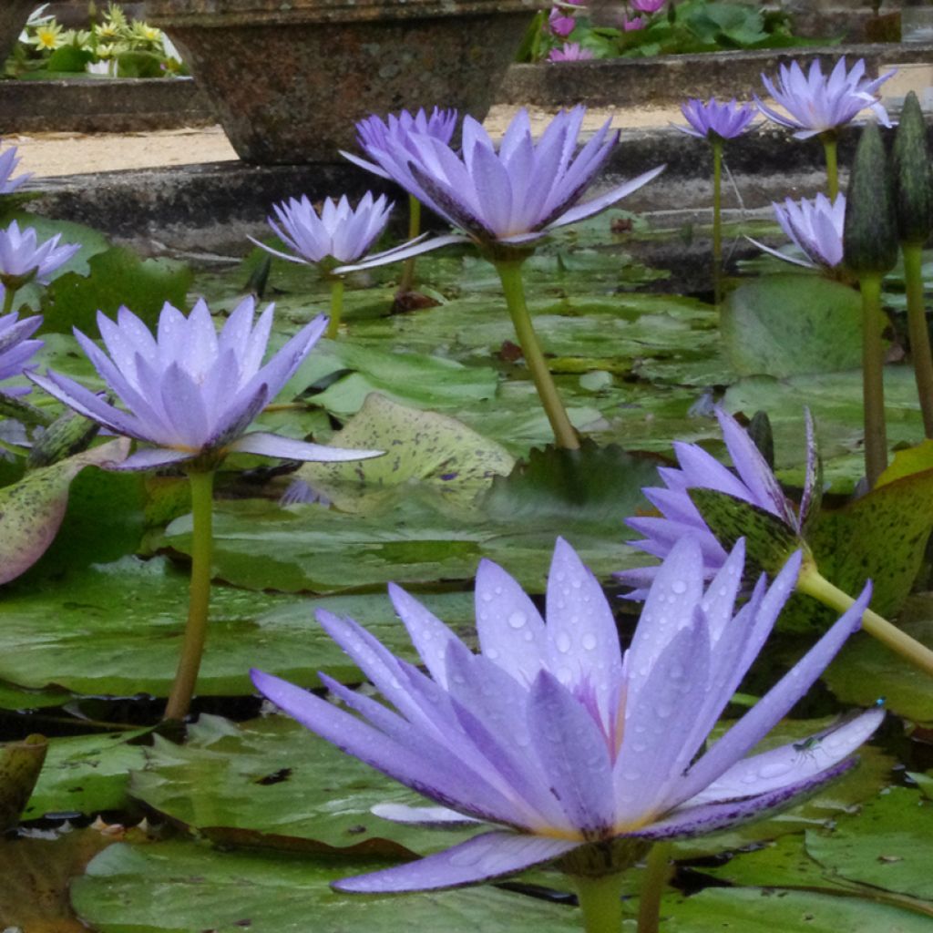 Nymphaea Pennsylvania - Nénuphar tropical bleu